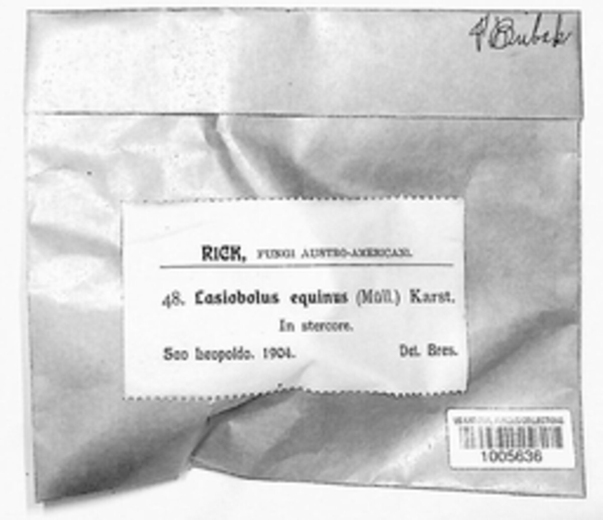 Lasiobolus papillatus image